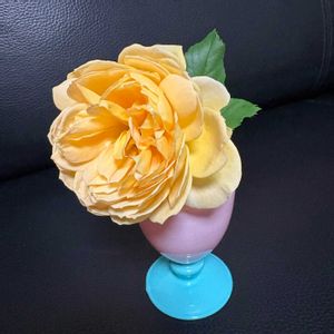 バラ,庭の画像