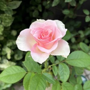 挿し木,バラの挿し木,ばら バラ 薔薇,蕾フェチ,コラージュ仲間達の画像