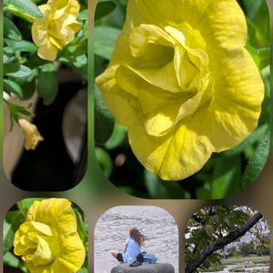 カリブラコア,バラ,鴨川デルタ…,受付のお花❀✨,おでかけ先の画像