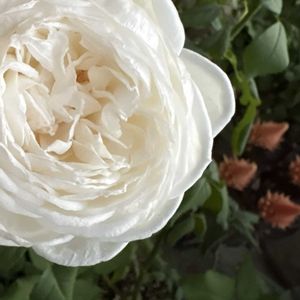 バラ・ミニバラの画像