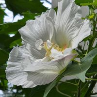 スイフヨウ,エノコログサ,いつもありがとう♡,朝焼け,素敵な仲間たちの画像