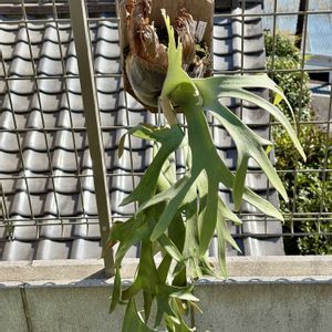 Platycerium willinckii ‘Cianjur Indk’,観葉植物,ウラボシ科,ビカクシダ属,着生シダの画像