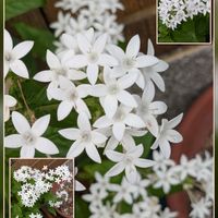ペンタス,エリゲロン,ハナアロエ,おでかけ先の画像