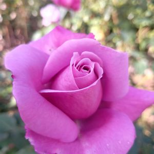 バラ,乙女心,ばらバラ薔薇,お気に入り,ピンクの画像