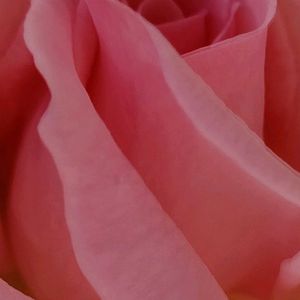 バラ,薔薇,ばら,ピンク,ピンクの花の画像