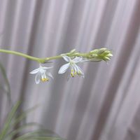 ガウラ,コリウス,トレニア,ヒューケラ,オリヅルランの花の画像
