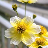 ウインターコスモス,ウインターコスモス,꒰ღ˘◡˘ற꒱かわゅ~,花のある暮らし,美しい横顔の画像