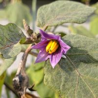 ナス,鉢植え,ガーデニング,ありがとう,植え込みの画像