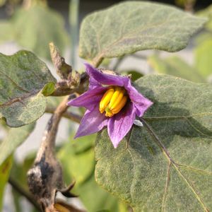 ナス,鉢植え,ガーデニング,ありがとう,植え込みの画像