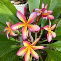 プルメリア,Candy stripe,熱帯植物,熱帯花木の画像