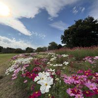 コスモス,パンパスグラス,ミューレンベルギア,GSに感謝。,国営木曽三川公園フラワーパーク江南の画像