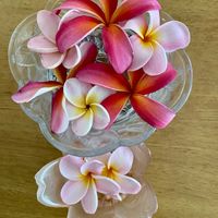 プルメリア,熱帯植物,熱帯花木の画像