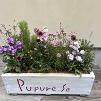 クランベリー,ストックベイビー,ガイラルディア グレープセンセーション,アデナンサス ウィーリーブッシュ,寄せ植えの画像