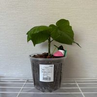 ウンベラータ,ウンベラータ,フィカス　ウンベラータ,観葉植物の画像
