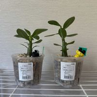アデニウム,アデニウム アラビカム,アデニウム オベスムの画像