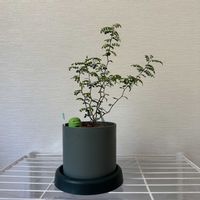 ソフォラ　リトルベイビー,ソフォラ　リトルベイビーの画像