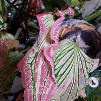 リプサリス,リプサリス,カラジウム ピンクシンフォニー,カラジウム ピンクシンフォニー,花のある暮らしの画像
