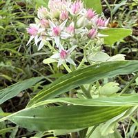 パンパスグラス, ベンケイソウ,ナワシログミの花,芝刈りロボット,のんびり過ごそうの画像