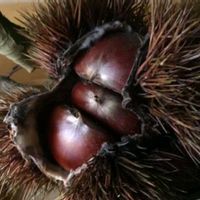 ヒメリンゴ,ヤマボウシの実,栗のイガ,クリ,クリの画像