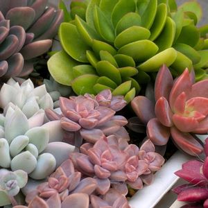 多肉植物,葉挿し,多肉寄せ植え,実生苗,葉挿し苗の画像