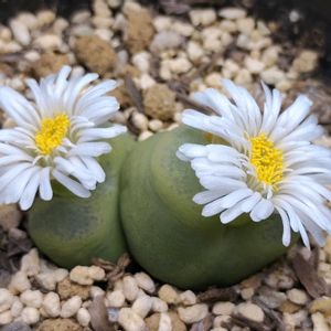 コノフィツム マウガニー,メイキンズプラム,多肉植物,多肉大好き,コノフィツム属の画像