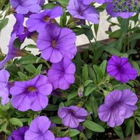 カリブラコア,ミリオンベル,安曇野,カリブラコアミリオンベル,✨今日のお花✨の画像