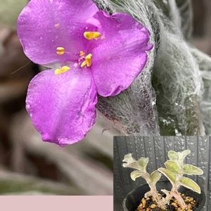 ムラサキゴテン,トラディスカンティア シラモンタナ,植え替え,花のある暮らし,お花大好き♡の画像