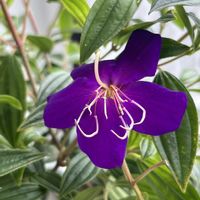 シコンノボタン,シコンノボタン,散歩,花散歩,花のある暮らしの画像