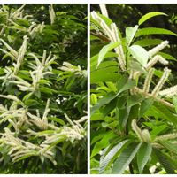 ビデンス,千日小坊,クリ,紅丁花,フラワーパークの画像