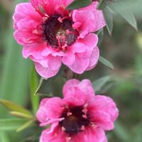 ギョリュウバイ,ギョリュウバイ（御柳梅）,八重咲きギョリウバイ,小さい庭,平和を願うの画像