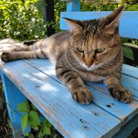ハーブのある暮らし,ネコと植物,ねこと緑のある暮らし,幸せな時間,ニャンニャン祭りの画像