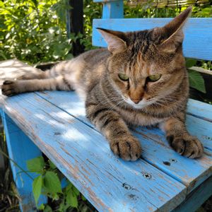 ハーブのある暮らし,ネコと植物,ねこと緑のある暮らし,幸せな時間,ニャンニャン祭りの画像