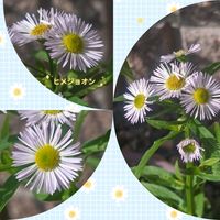 ヒメジョオン,可愛い,庭の鉢植え,いつもありがとう,出会いに感謝の画像