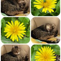 バラ,タンポポ,ニャンニャン祭り,キジトラ部,猫大好き♡の画像