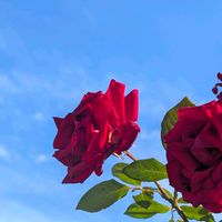 バラ,お花,北海道,そら,赤いバラの画像