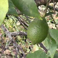 フェイジョア,レモン,ポンカン,果樹園の画像