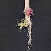 チランジア,イオナンタ,ウスネオイデス,ベルゲリー,イオナンタ ルブラの画像
