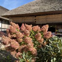コムラサキ,サルビア,ホオズキ,ノリウツギ？,福島県南会津「大内宿」の画像