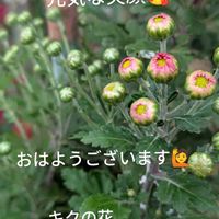 イチゴ,菊の花,朝焼け,作東の風景の画像