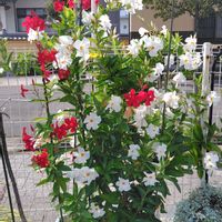 マンデビラ,うどん県人会,うどん県西支部の画像