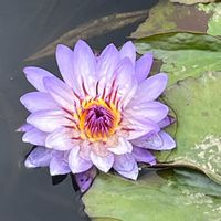 ハス,あしかがフラワーパーク,平和を願う☆,花友さんに感謝♡,いつまでも友達でいよう♡の画像