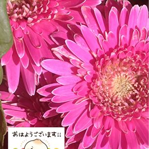 ガーベラ,ミニガーベラ,ピンクの花,プランター栽培,あっ木曜日の画像