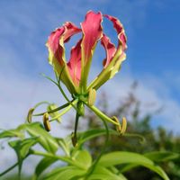 グロリオサ,実家の猫,我が家のお花たち,ニャンニャン祭り,庭の画像