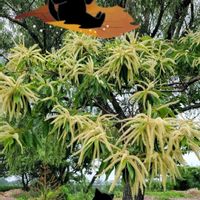フジバカマ,ムクゲ,栗の木の花,クリの実,クリの画像