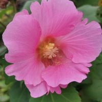 カスミソウ,バラ,フヨウ,花のある暮らし,癒やされるの画像