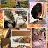 キク,皇帝ダリア,メロン,一重,八重の画像