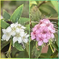 シモツケ ,元気もらえる,お花のある暮らしの画像