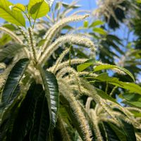 栗の花,サルナシ,クリ,サツマイモ,サワフタギの実の画像