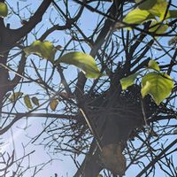 ヤマボウシ,鳥の巣,散歩の画像