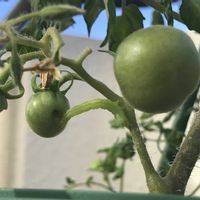 ミニトマト,ミニトマト,お客さま〜,鉢植え,いただきものの画像